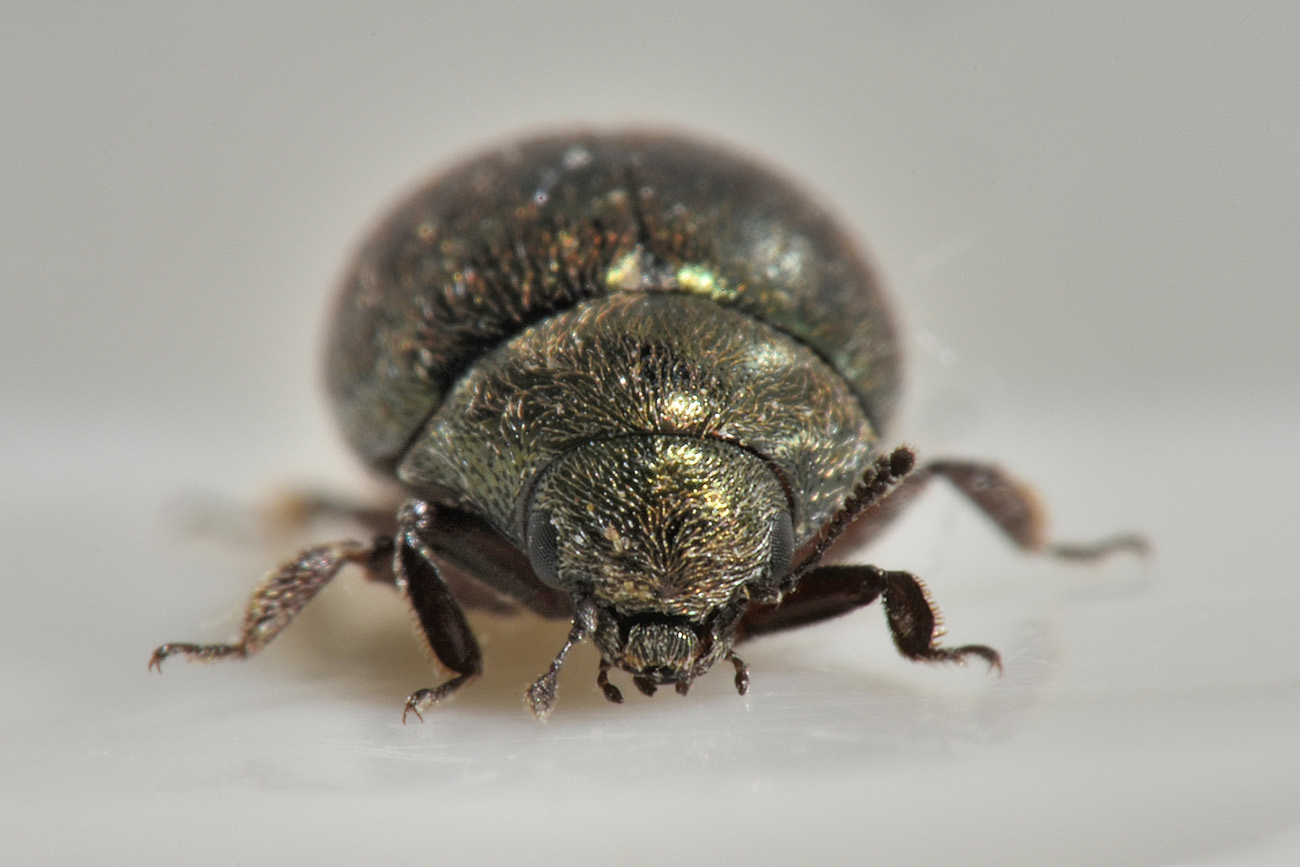 Byrrhidae: Lamprobyrrhulus nitidus